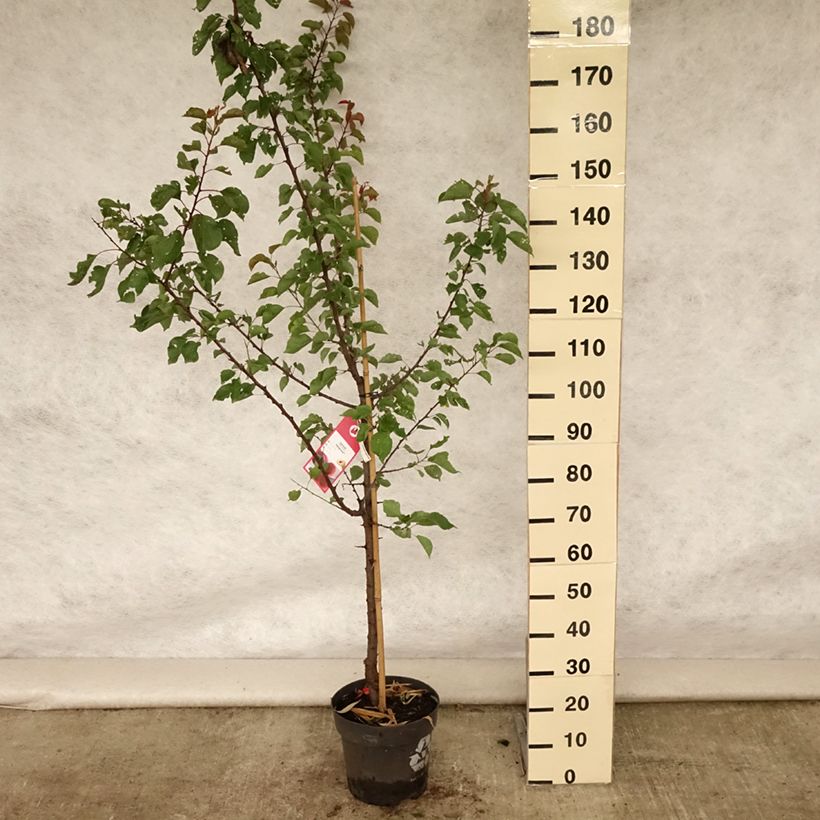 Amostra de Damasqueiro Hargrand - Prunus armeniaca Vaso de 7,5 L/10 L, Copo tal como entregue no verão