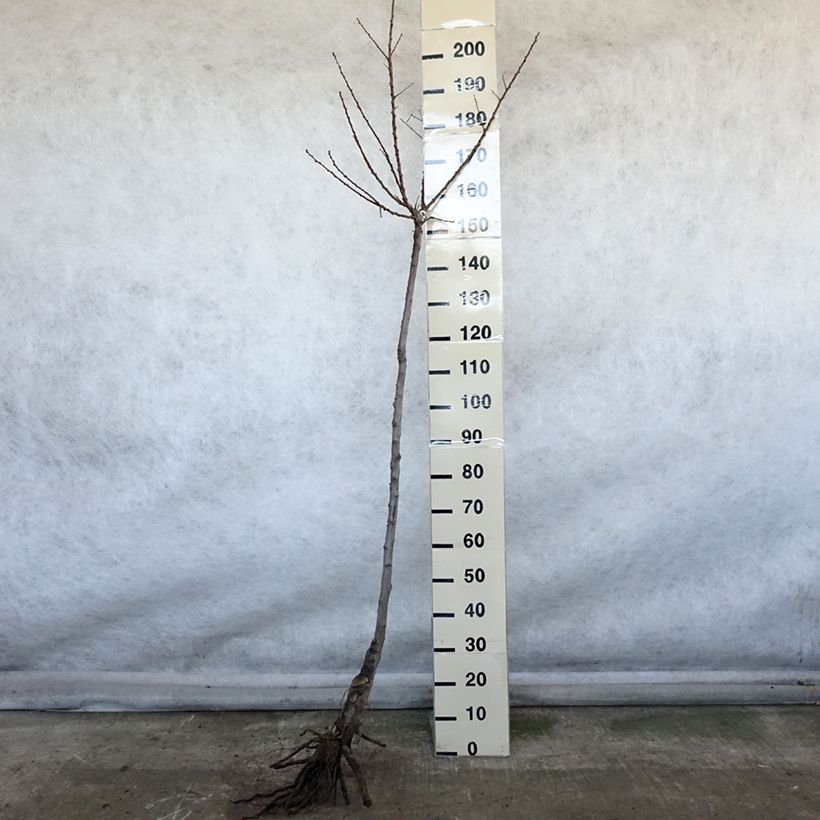 Amostra de Abricotier Luizet  Raízes nuas, Meia haste tal como entregue no inverno