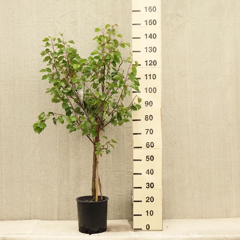 Amostra de Abricotier Luizet  Pot de 7,5L/10L, Gobelet tal como entregue no verão