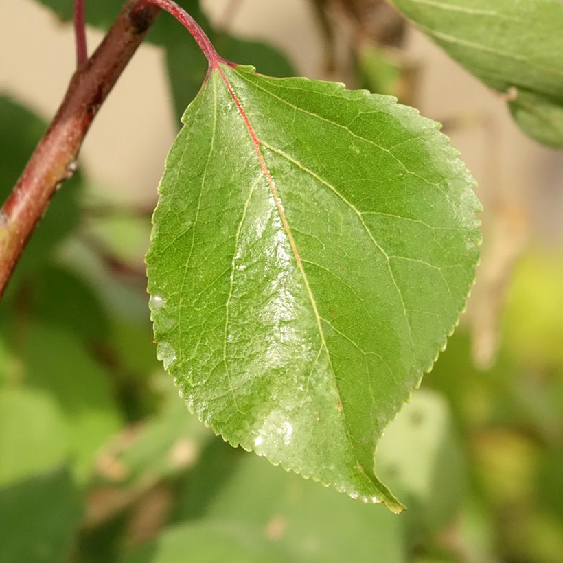 Damasqueiro Luizet - Prunus armeniaca (Folhagem)