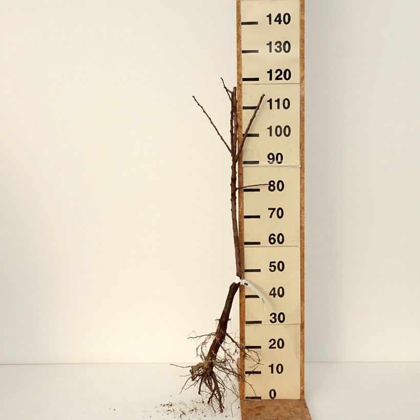 Amostra de Abricotier Muscat de Nancy Bio Grandes Racines nues, Scion tal como entregue no inverno