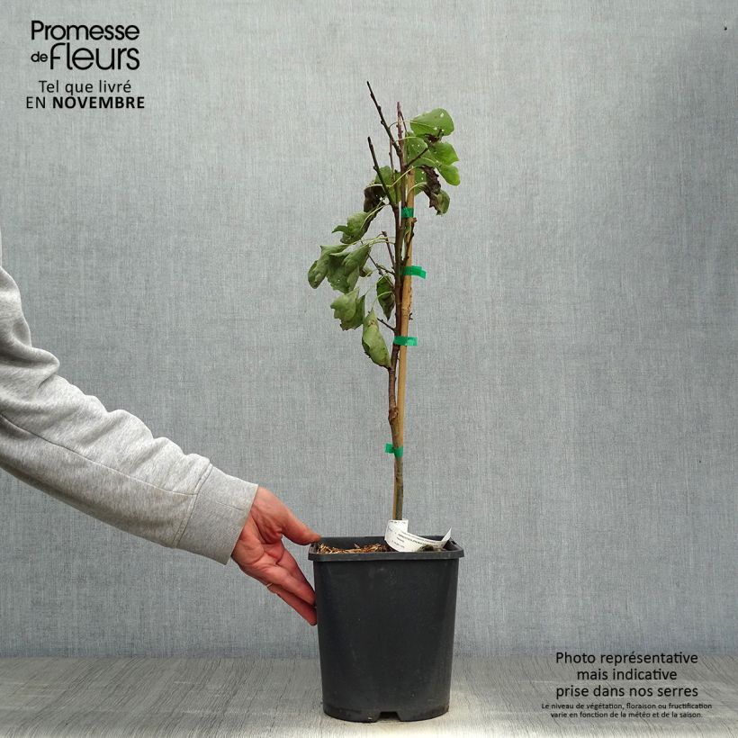 Amostra de Abricotier nain Fruit Me Apricot Me Pending Pot de 4L/5L, Nain tal como entregue no outono
