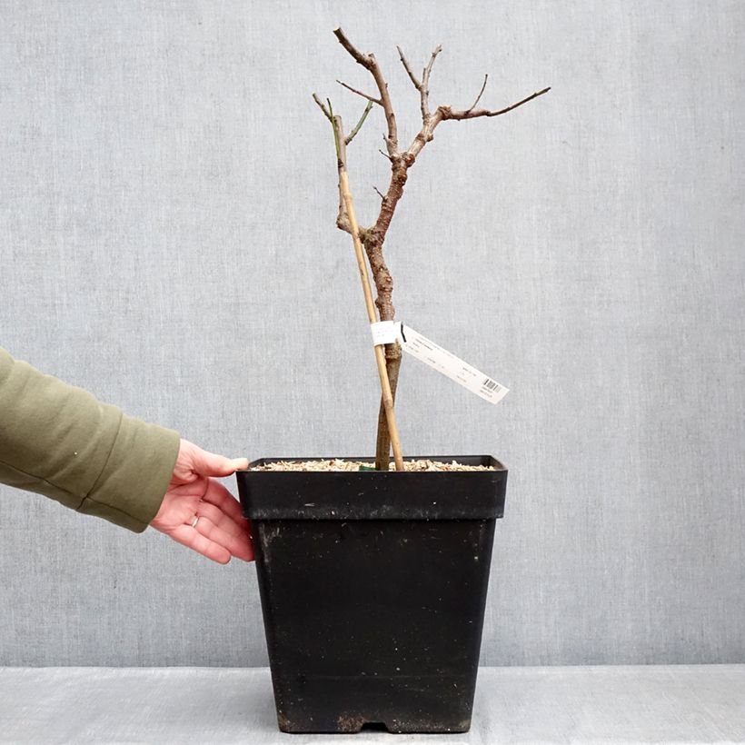 Amostra de Damasqueiro anão Apricot Me Pending - Prunus armeniaca Vaso de 12 L/15 L, Anão tal como entregue no inverno