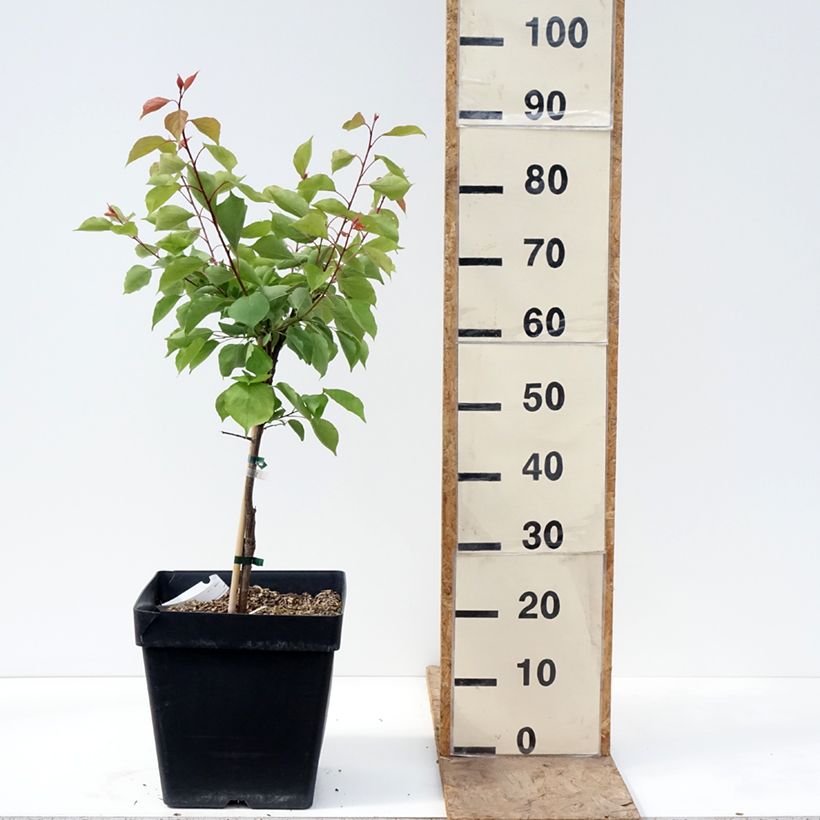 Amostra de Damasqueiro anão Apricot Me Pending - Prunus armeniaca Vaso de 12 L/15 L, Anão tal como entregue na primavera