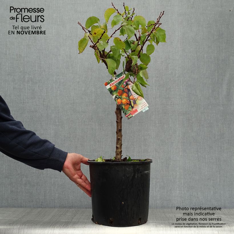 Amostra de Damasqueiro anão Garden Aprigold - Prunus armeniaca Vaso de 6 L/7 L, 1/4 de haste tal como entregue no outono