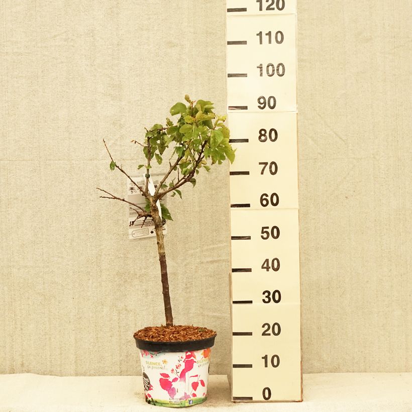 Amostra de Damasqueiro anão Garden Aprigold - Prunus armeniaca Vaso de 6 L/7 L, 1/4 de haste tal como entregue na primavera