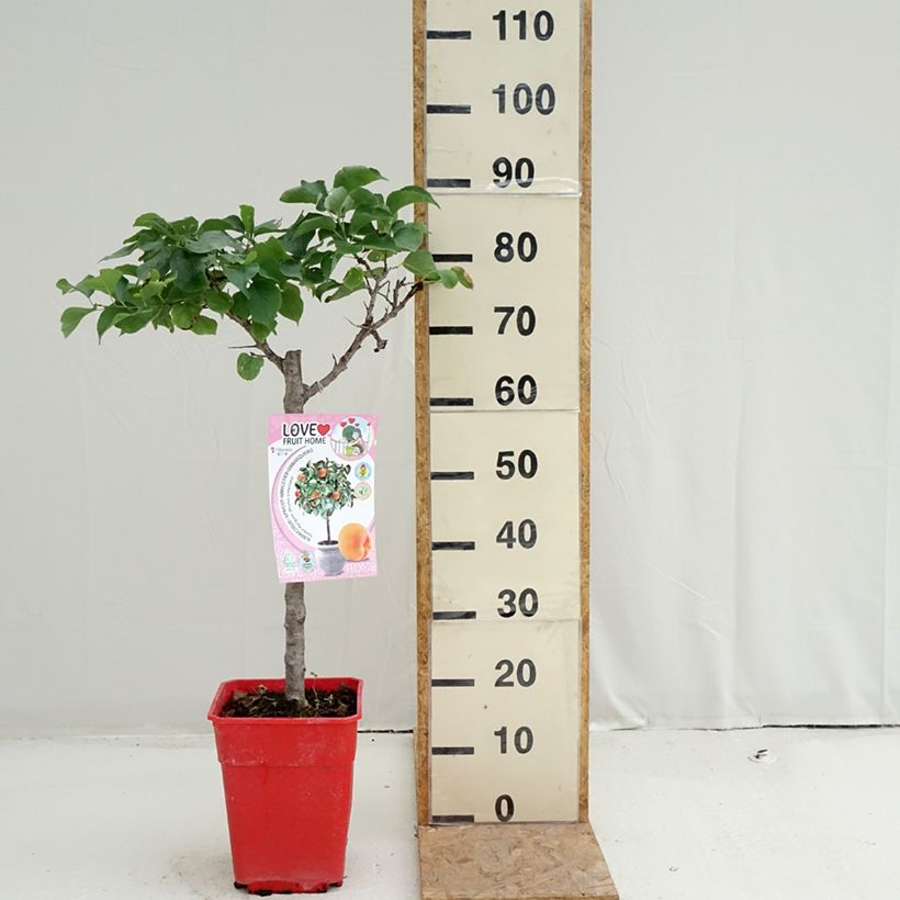 Amostra de Damasqueiro anão Garden Aprigold - Prunus armeniaca Vaso de 6 L/7 L, 1/4 de haste tal como entregue no verão