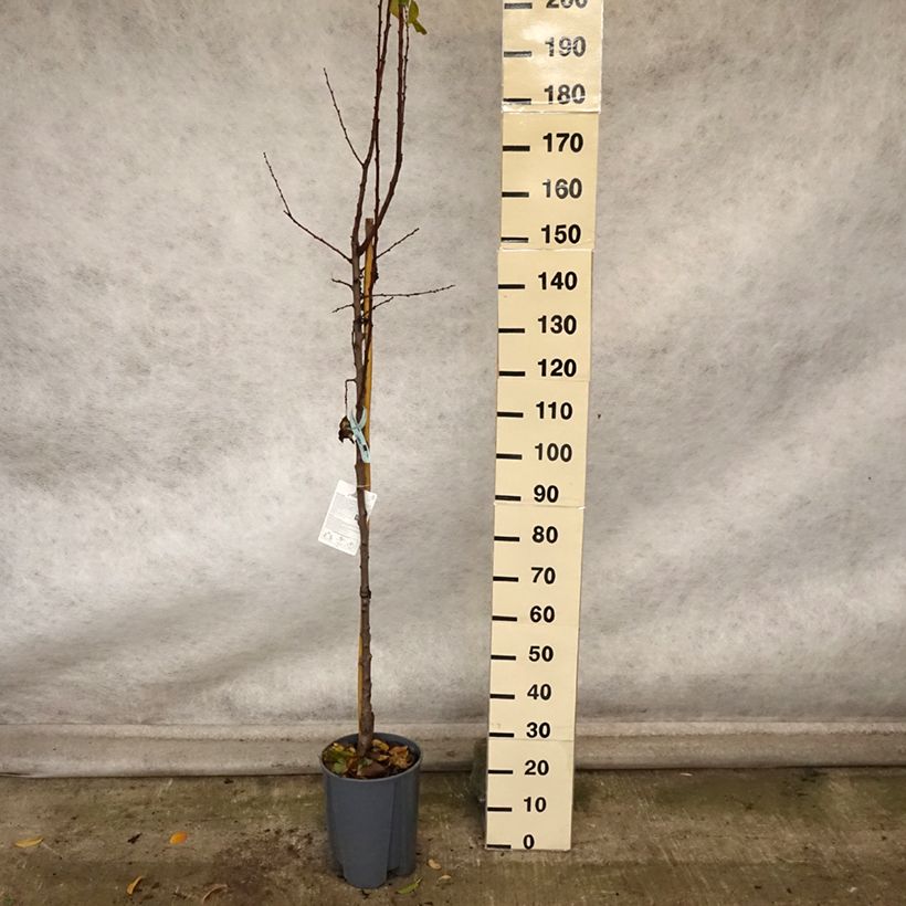 Amostra de Damasqueiro Polonês - Prunus armeniaca Vaso de 7,5 L/10 L, Meia haste tal como entregue no outono