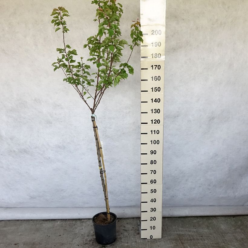 Amostra de Damasqueiro Polonês - Prunus armeniaca Vaso de 7,5 L/10 L, Meia haste tal como entregue no verão