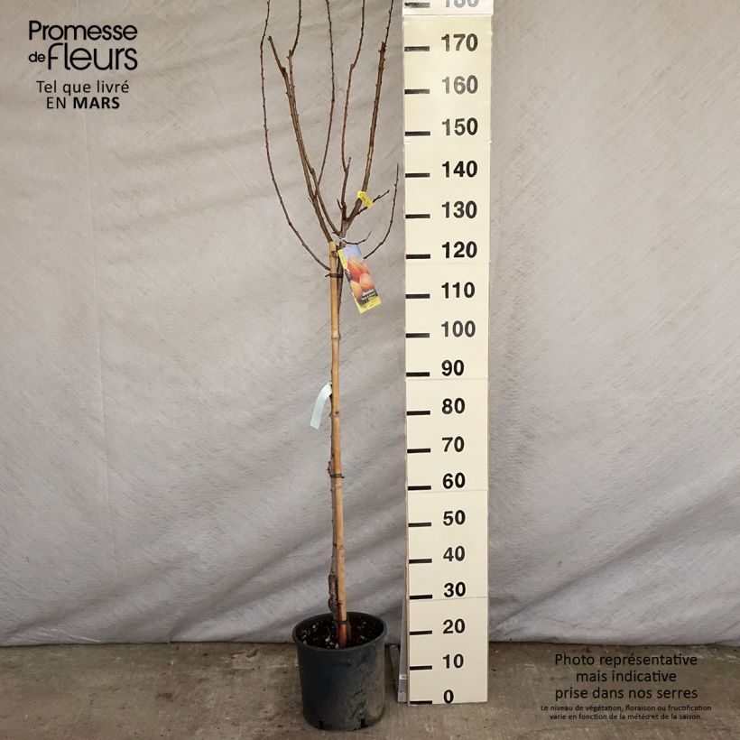 Amostra de Damasqueiro Polonês - Prunus armeniaca Vaso de 7,5 L/10 L, Meia haste tal como entregue na primavera