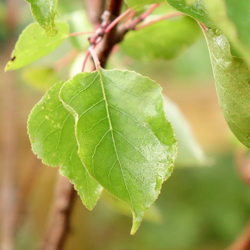 Damasqueiro Polonês - Prunus armeniaca (Folhagem)
