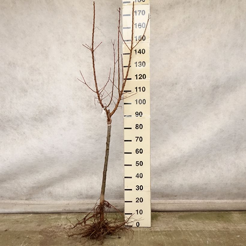 Amostra de Damasqueiro Polonês - Prunus armeniaca Raízes nuas, Copo tal como entregue no outono