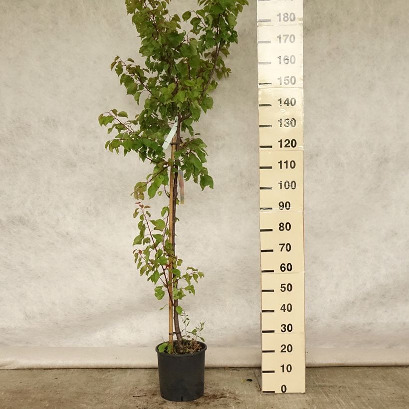 Amostra de Damasqueiro Polonês - Prunus armeniaca Vaso de 7,5 L/10 L, Copo tal como entregue no verão