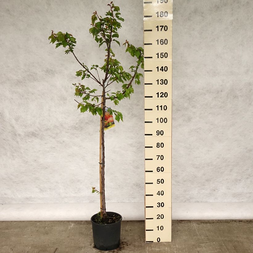 Amostra de Damasqueiro Polonês - Prunus armeniaca Vaso de 7,5 L/10 L, Copo tal como entregue na primavera