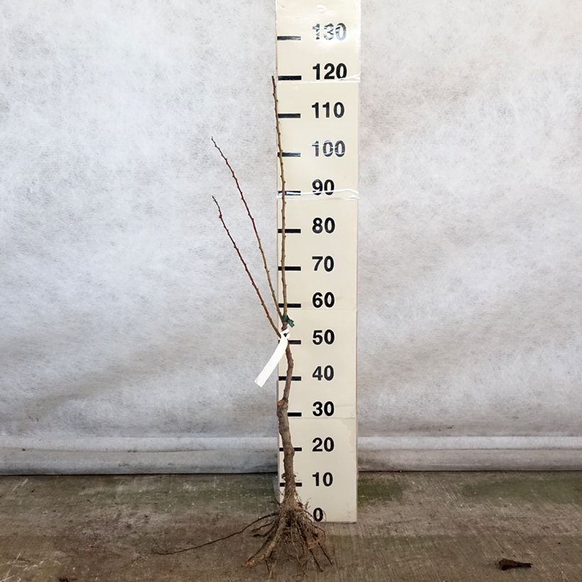 Amostra de Abricotier Précoce de Saumur Bio Raízes nuas, Rebento tal como entregue no inverno