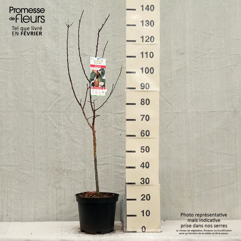 Amostra de Abricotier Précoce de Saumur  Vaso de 7,5 L/10 L, Copo tal como entregue no inverno