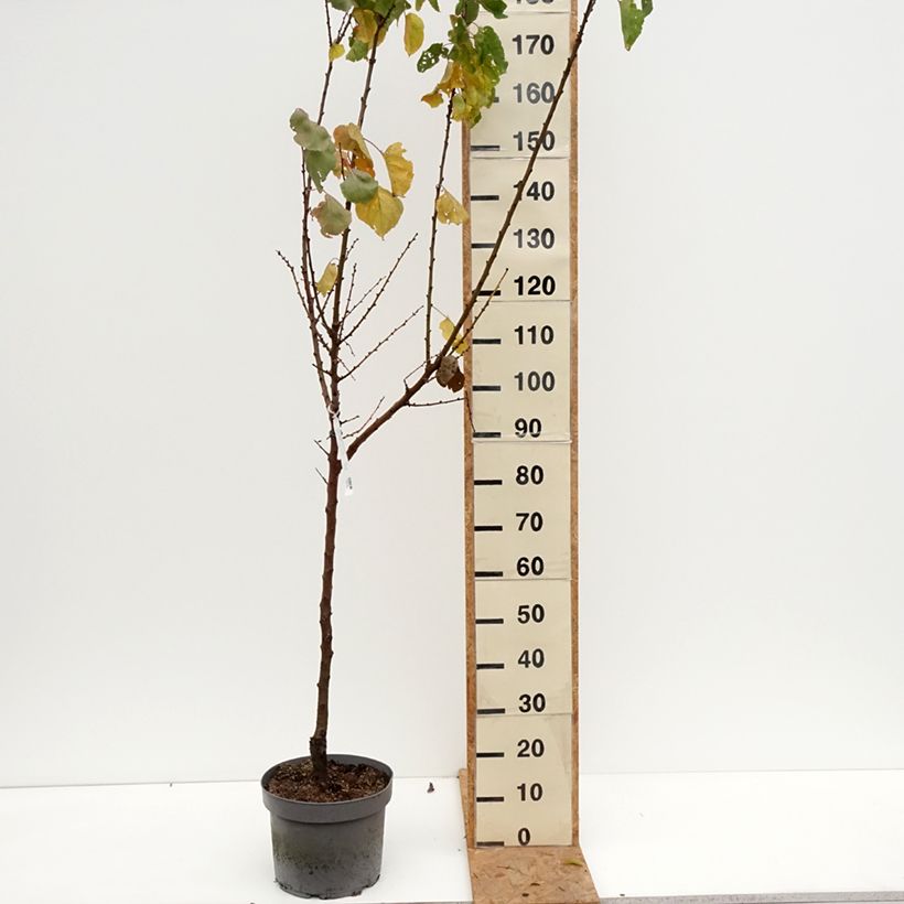 Amostra de Damasqueiro Precoce de Saumur - Prunus armeniaca Vaso de 7,5 L/10 L, Copo tal como entregue no outono