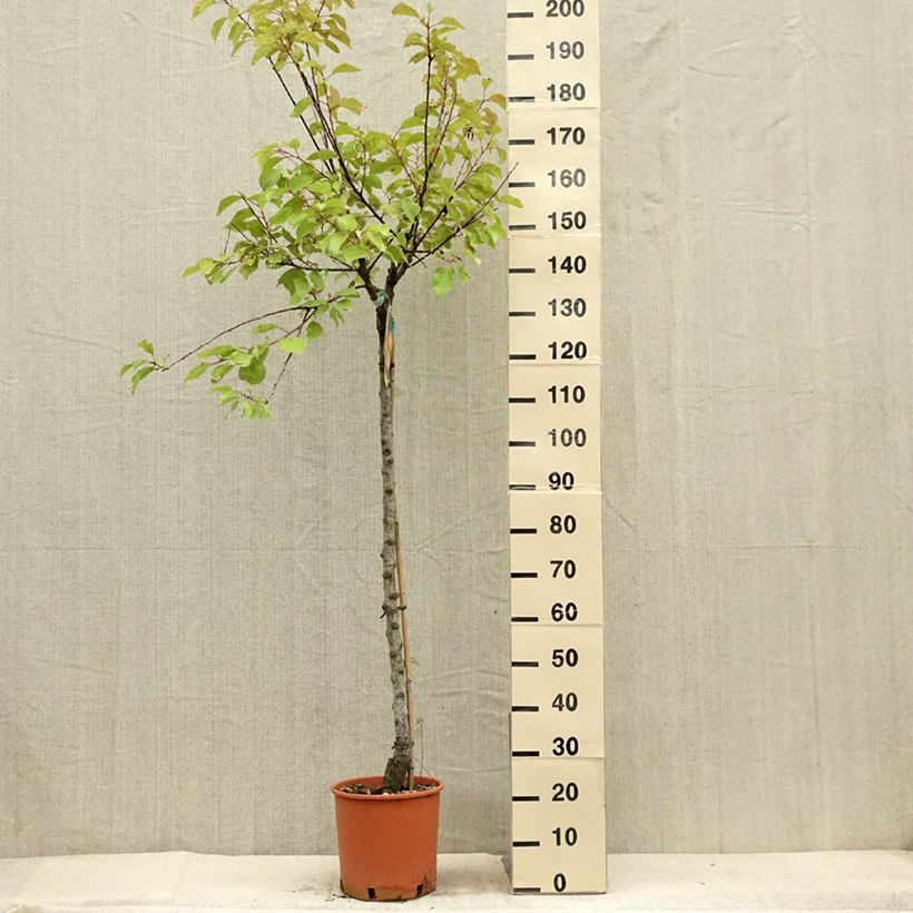 Amostra de Damasqueiro Bulida - Prunus armeniaca Vaso de 7,5 L/10 L, Meia haste tal como entregue no verão