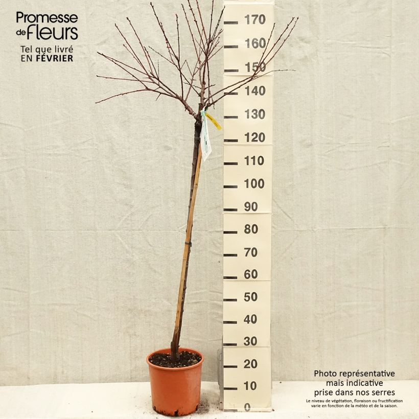 Amostra de Abricotier - Prunus armeniaca Bulida Vaso de 7,5 L/10 L, Meia haste tal como entregue no inverno