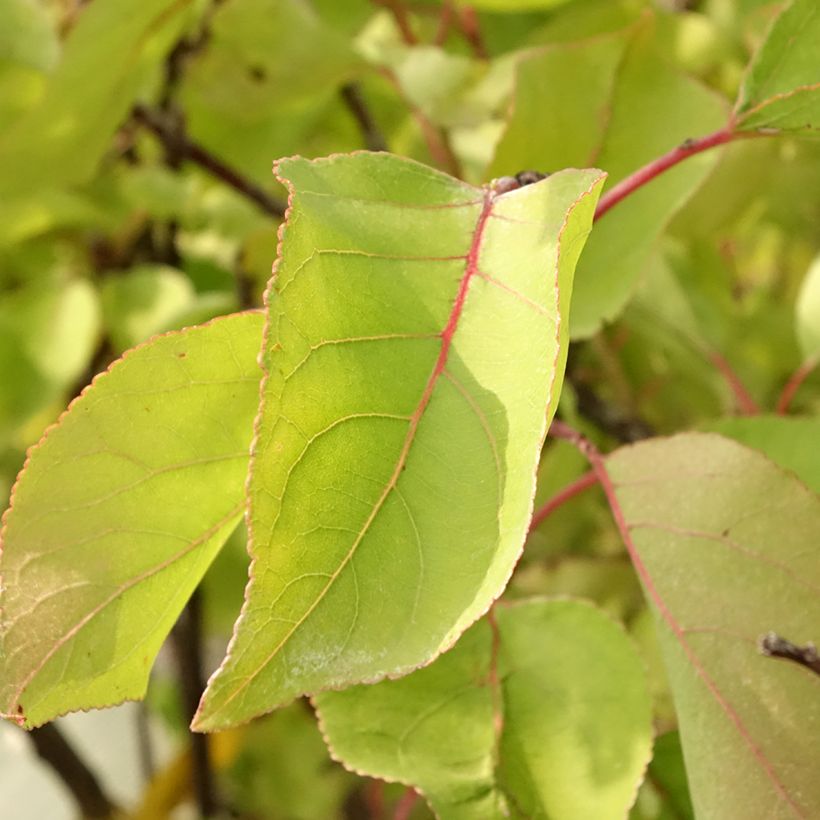 Damasqueiro Bulida - Prunus armeniaca (Folhagem)