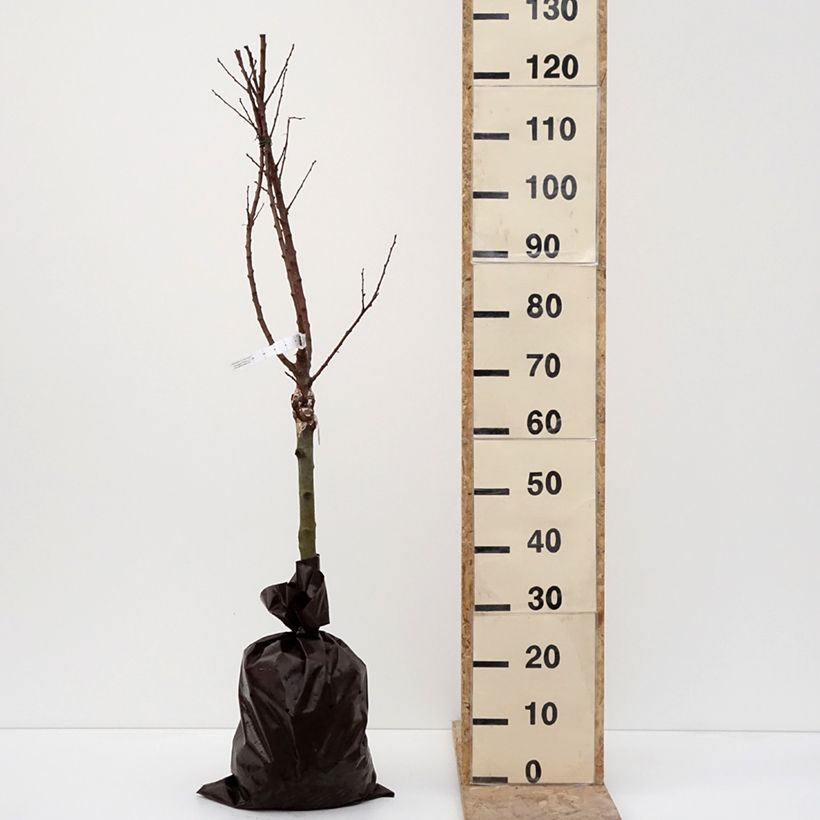 Amostra de Damasqueiro Compacta - Prunus armeniaca Torrão "Pronto a plantar", 1/4 de haste tal como entregue no inverno
