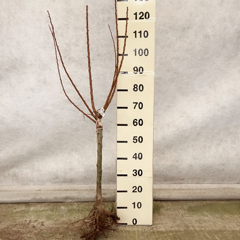 Amostra de Damasqueiro Compacta - Prunus armeniaca Raízes nuas, 1/4 de haste tal como entregue no outono