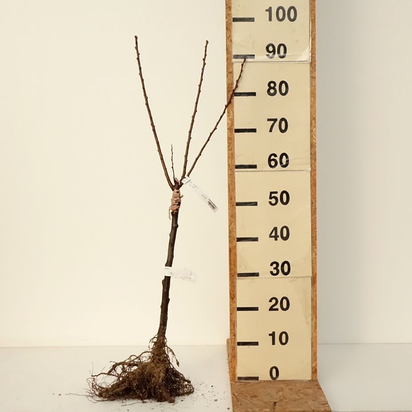 Amostra de Damasqueiro Compacta - Prunus armeniaca Raízes nuas, 1/4 de haste tal como entregue no inverno