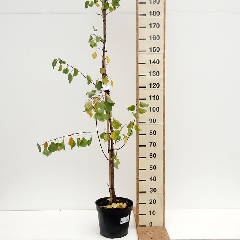 Amostra de Damasqueiro Harcot - Prunus armeniaca Vaso de 12 L/15 L, Copo tal como entregue no outono