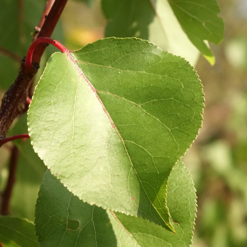 Damasqueiro Harcot - Prunus armeniaca (Folhagem)