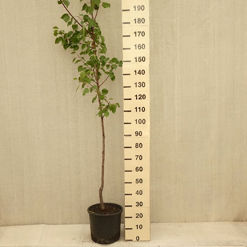 Amostra de Damasqueiro Harcot - Prunus armeniaca Vaso de 12 L/15 L, Copo tal como entregue no verão