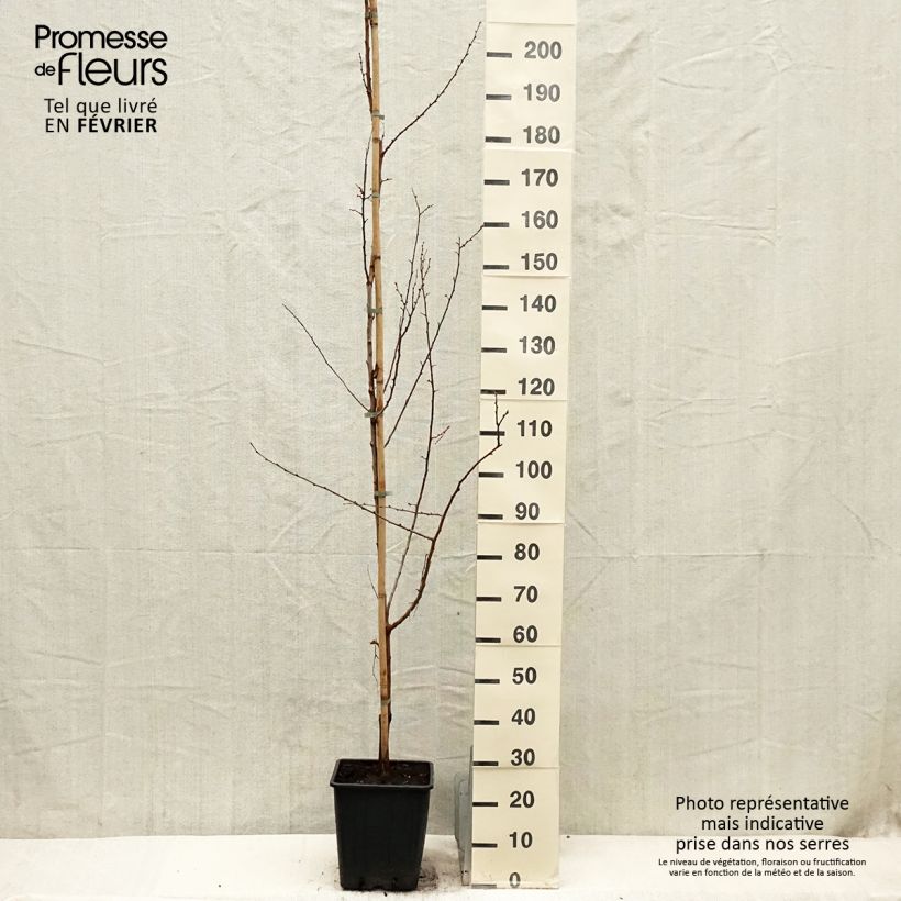 Amostra de Damasqueiro Harcot - Prunus armeniaca Vaso de 12 L/15 L, Copo tal como entregue no inverno