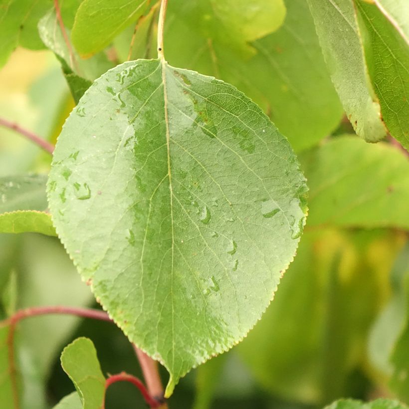 Damasqueiro Melhor da Hungria - Prunus armeniaca (Folhagem)