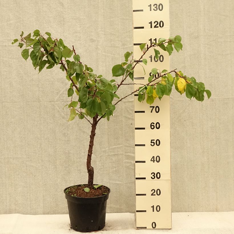 Amostra de Abricotier - Prunus armeniaca Meilleur de Hongrie Pot de 7,5L/10L, Gobelet tal como entregue no outono