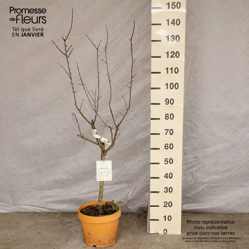 Amostra de Abricotier - Prunus armeniaca Nanum Vaso de 7,5 L/10 L, Anão tal como entregue no inverno