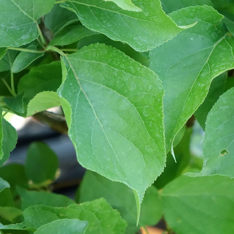 Damasqueiro-anão Nanum - Prunus armeniaca (Folhagem)