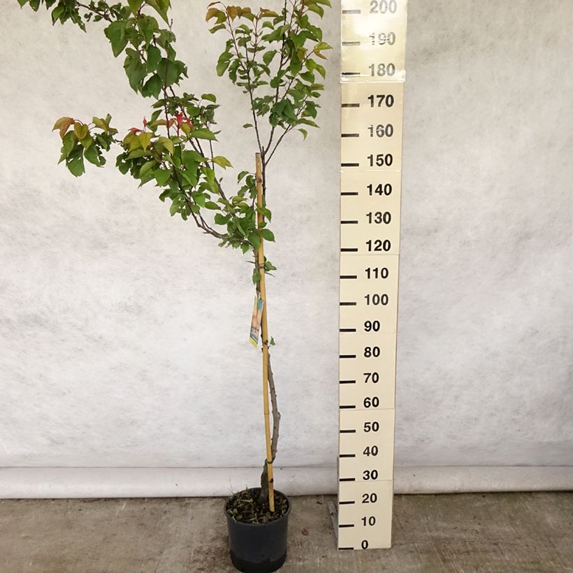 Amostra de Damasqueiro Pêssego de Nancy - Prunus armeniaca Vaso de 7,5 L/10 L, Meia haste tal como entregue no verão