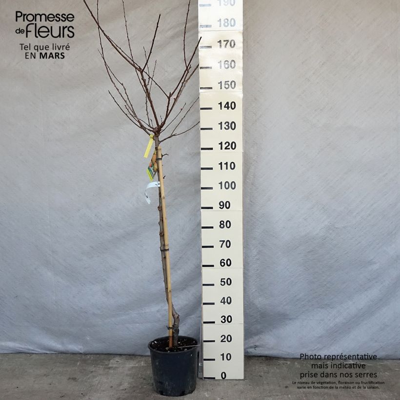 Amostra de Damasqueiro Pêssego de Nancy - Prunus armeniaca Vaso de 7,5 L/10 L, Meia haste tal como entregue na primavera