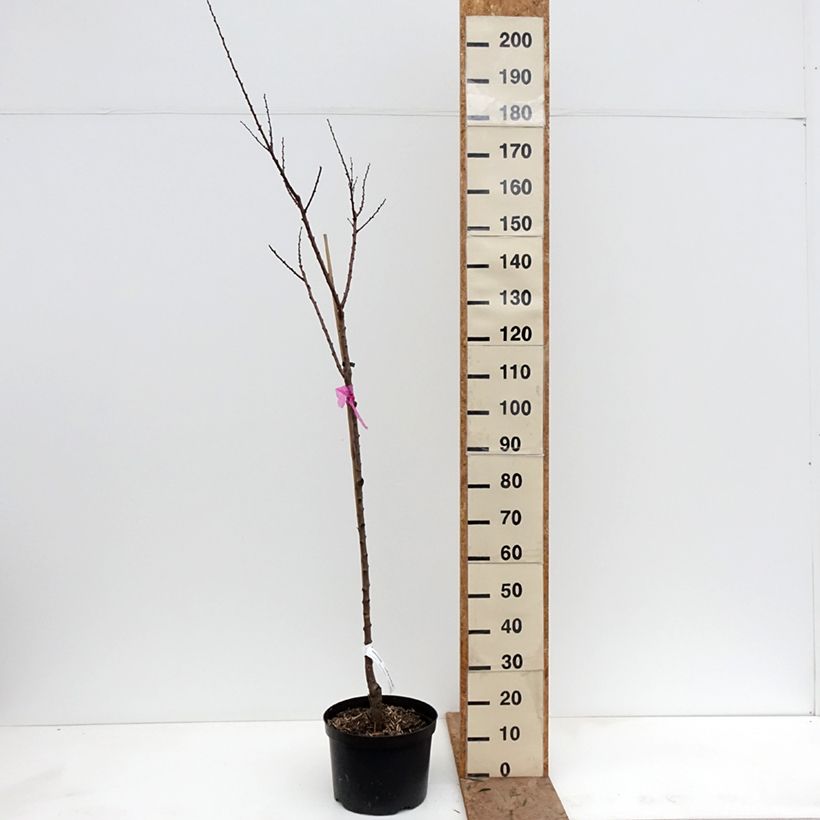 Amostra de Damasqueiro Tardio de Bordaneil - Prunus armeniaca Vaso de 7,5 L/10 L, Copo tal como entregue no inverno