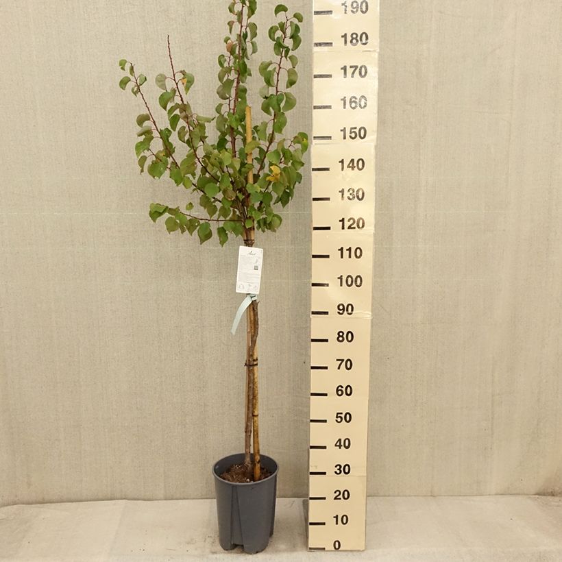 Amostra de Damasqueiro Vermelho do Roussillon - Prunus armeniaca Vaso de 7,5 L/10 L, Meia haste tal como entregue no outono