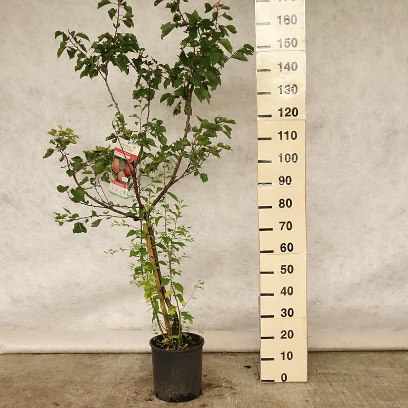 Amostra de Damasqueiro Vermelho do Roussillon - Prunus armeniaca Vaso de 7,5 L/10 L, Copo tal como entregue no verão