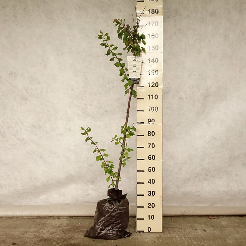 Amostra de Damasqueiro Rouge Tardif Delbard Georges Delbard - Prunus armeniaca Torrão "Pronto a plantar", Meia haste tal como entregue no verão