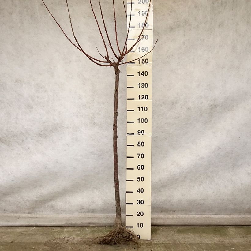 Amostra de Damasqueiro Rouge Tardif Delbard Georges Delbard - Prunus armeniaca Raízes nuas, Meia haste tal como entregue no outono