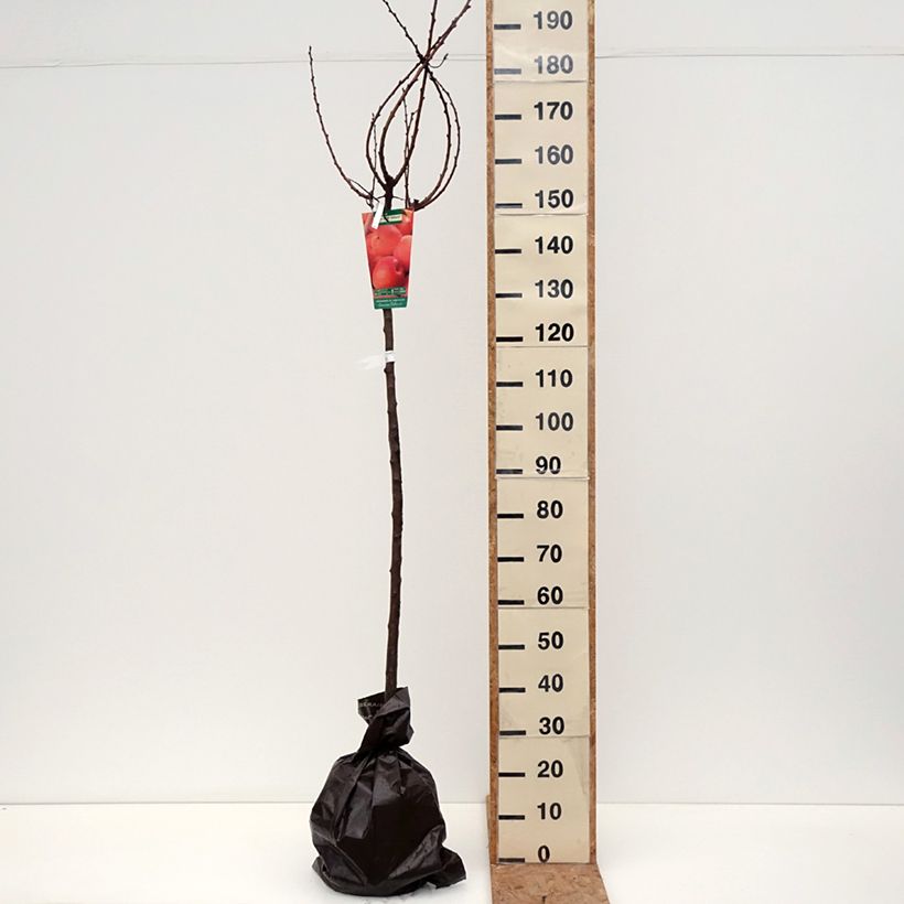 Amostra de Damasqueiro Rouge Tardif Delbard Georges Delbard - Prunus armeniaca Torrão "Pronto a plantar", Meia haste tal como entregue no outono