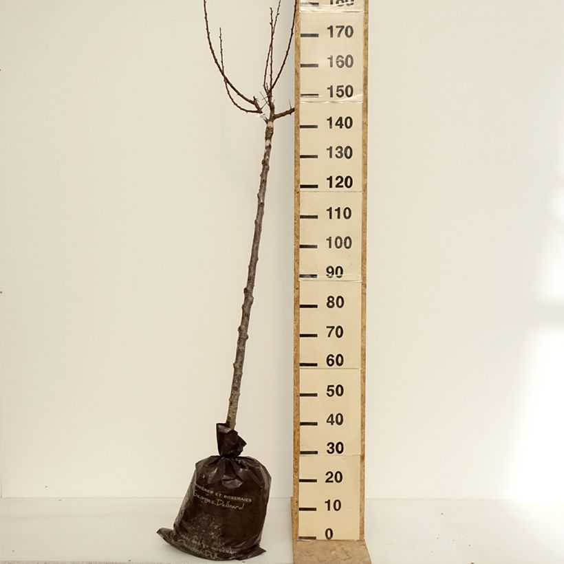 Amostra de Damasqueiro Rouge Tardif Delbard Georges Delbard - Prunus armeniaca Torrão "Pronto a plantar", Meia haste tal como entregue na primavera