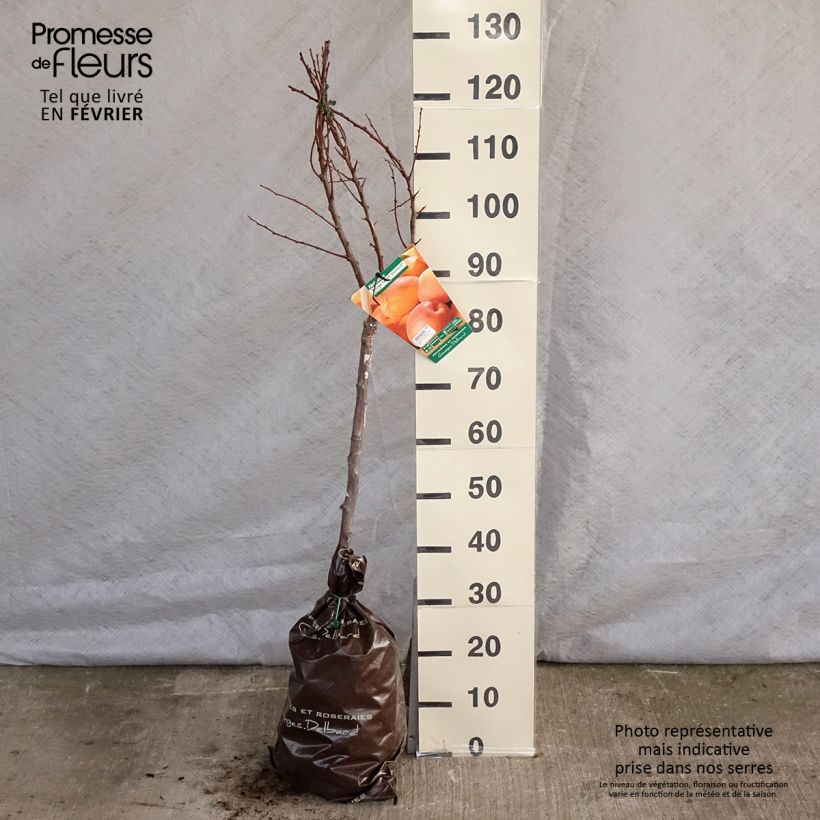 Amostra de Damasqueiro Rouge Tardif Delbard Georges Delbard - Prunus armeniaca Torrão "Pronto a plantar", Copo tal como entregue no inverno