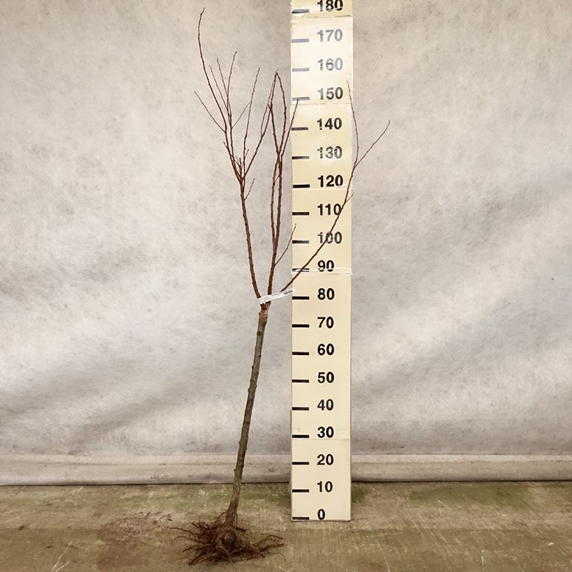 Amostra de Damasqueiro Rouge Tardif Delbard Georges Delbard - Prunus armeniaca Raízes nuas, Copo tal como entregue no outono