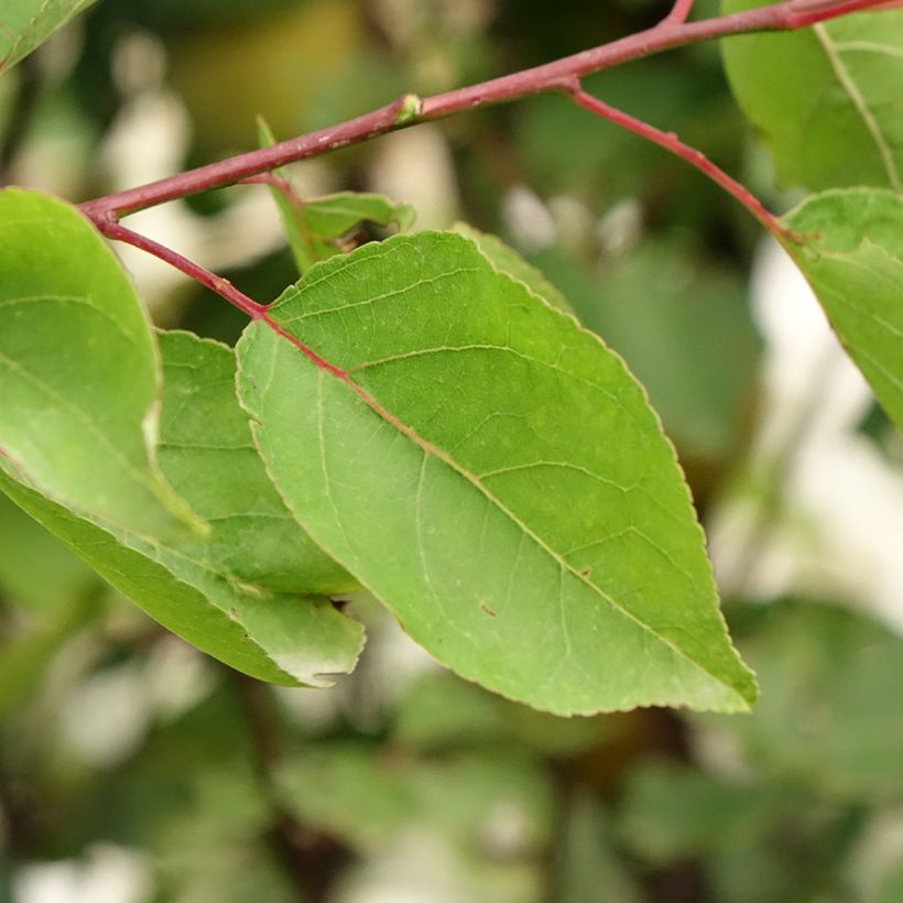 Damasqueiro Royal - Prunus armeniaca (Folhagem)