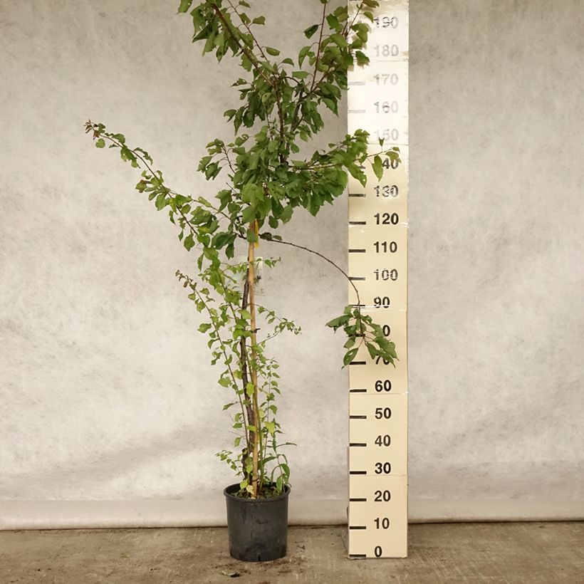 Amostra de Damasqueiro Royal - Prunus armeniaca Vaso de 7,5 L/10 L, Meia haste tal como entregue no verão