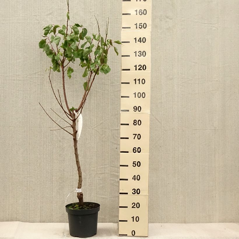 Amostra de Damasqueiro Royal - Prunus armeniaca Vaso de 7,5 L/10 L, Copo tal como entregue no outono