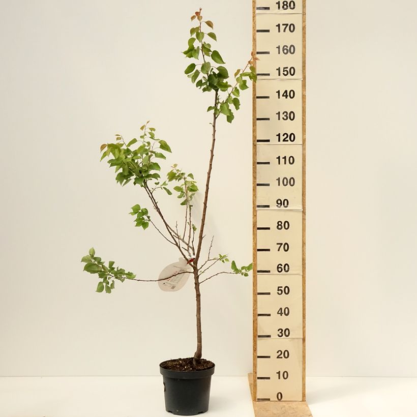 Amostra de Damasqueiro Royal - Prunus armeniaca Vaso de 7,5 L/10 L, Copo tal como entregue na primavera